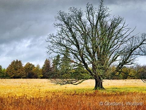 Out Standing In Its Field_DSCF03404.jpg - Photographed near Smiths Falls, Ontario, Canada.